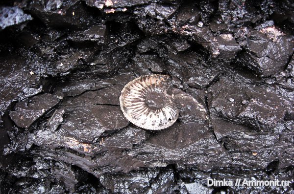 юра, Бронницы, оксфорд, Марково, Amoeboceras, верхний оксфорд, Amoeboceras alternoides, Oxfordian, Upper Oxfordian, Jurassic
