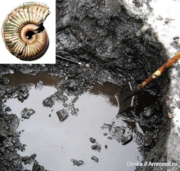 юра, Бронницы, оксфорд, Марково, Amoeboceras, верхний оксфорд, Amoeboceras alternoides, Oxfordian, Upper Oxfordian, Jurassic