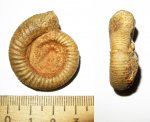 Маленькая Choffatia sp.