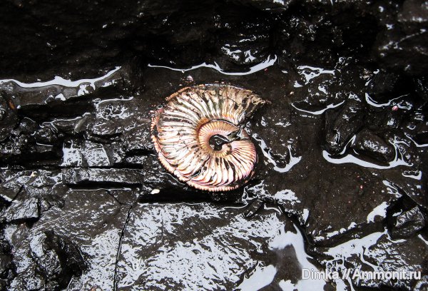 юра, Бронницы, оксфорд, Марково, Amoeboceras, верхний оксфорд, Amoeboceras alternoides, Oxfordian, Upper Oxfordian, Jurassic