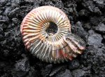 Свеженайденный Amoeboceras alternoides