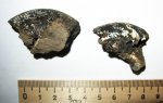 Dorsoplanites  rosanovi
