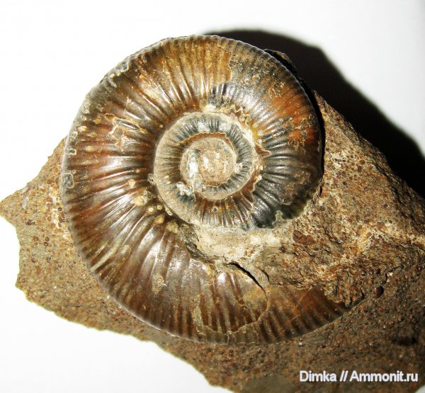 юра, нижний келловей, келловей, Indosphinctes, Никитино, Indosphinctes nikitinoensis, Callovian, Jurassic, Middle Jurassic, Lower Callovian