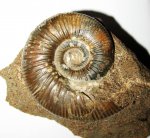 Indosphinctes nikitinoensis