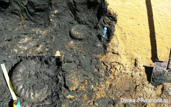 юра, Dorsoplanites, волжский ярус, Еганово, Dorsoplanites serus, зона Virgatites virgatus, Volgian, Jurassic