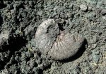 Virgatites virgatus