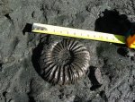 Virgatites pallasianus