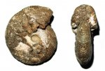 Cadoceras (Rondiceras) tscheffkini (Orb.) Cadoceras (Rondiceras) tscheffkini (Orb.)