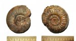 Epilaugeites и Epivirgatites