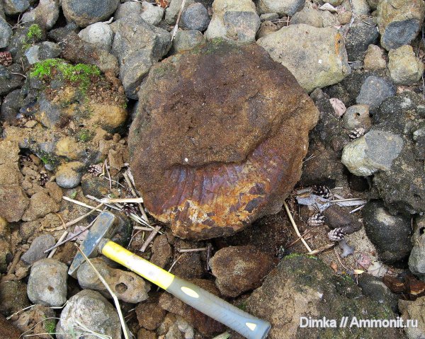 волжский ярус, Lomonossovella, Мостово-Василево, Lomonossovella lomonossovi, зона Epivirgatites nikitini, Volgian