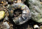Ребристый Kachpurites fulgens