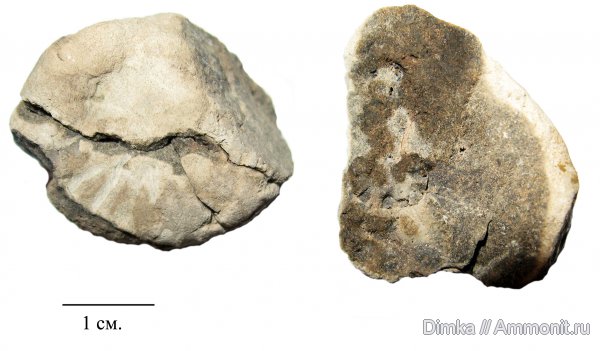 юра, кимеридж, нижний кимеридж, Crussoliceras, Игнатьево, Kimmeridgian, Jurassic, Upper Jurassic