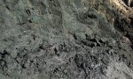 Свеженайденный Virgatites virgatus