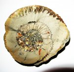 Parkinsonia