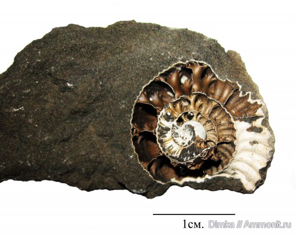 юра, кимеридж, Кимры, р. Волга, нижний кимеридж, Crussoliceras, Kimmeridgian, Jurassic, Upper Jurassic