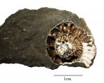 Crussoliceras в расколе