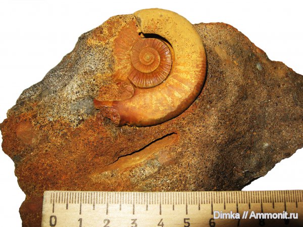 юра, нижний келловей, келловей, Indosphinctes, Никитино, ушки, устье, Indosphinctes nikitinoensis, Microconchs, lappets, Callovian, Jurassic, Middle Jurassic, Lower Callovian