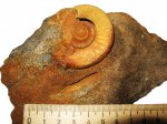 Indosphinctes nikitinoensis