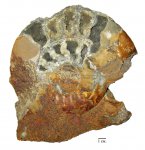 Indosphinctes mutatus