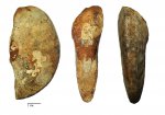 Zieteniceras