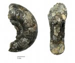 Perisphinctes