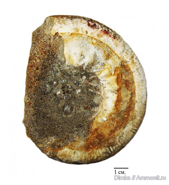 юра, нижний келловей, келловей, Indosphinctes, Никитино, Callovian, Jurassic, Middle Jurassic, Lower Callovian