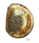 Indosphinctes mutatus