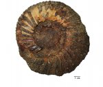Epivirgatites lahuseni