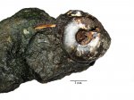 Craspedites nekrassovi