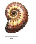 Маленький Kosmoceras