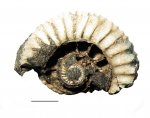 Crussoliceras