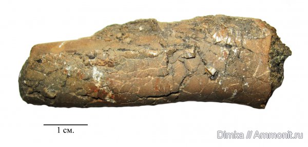 белемниты, юра, кимеридж, Кимры, р. Волга, нижний кимеридж, Kimmeridgian, Jurassic, Upper Jurassic, belemnites