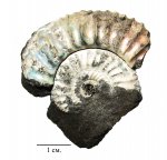 Crussoliceras