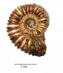 Маленький Peltoceras sp.