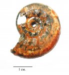 Brightia sp. с сфоном