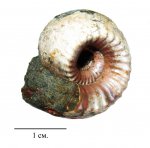 Небольшой Erymnoceras Небольшой Erymnoceras