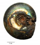 Craspedites nekrassovi