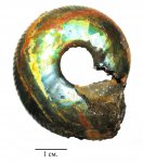 Craspedites nekrassovi
