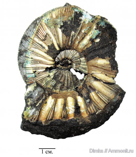 юра, Virgatites, волжский ярус, Мневники, Virgatites gerassimovi, Volgian, Jurassic