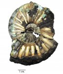 Virgatites gerassimovi