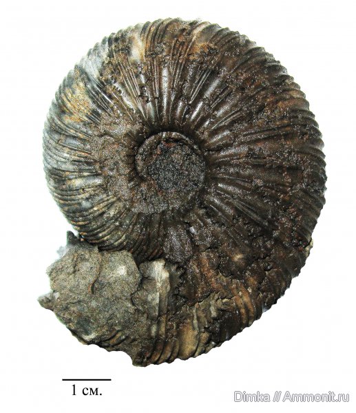юра, Virgatites, волжский ярус, Virgatites virgatus, Volgian, Jurassic