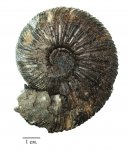 Virgatites virgatus