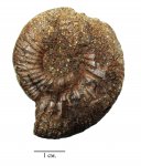 Epivirgatites sp.
