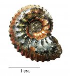 Мелкий Kosmoceras
