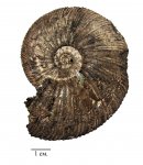 Классический Virgatites virgatus