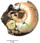 Craspedites nekrassovi