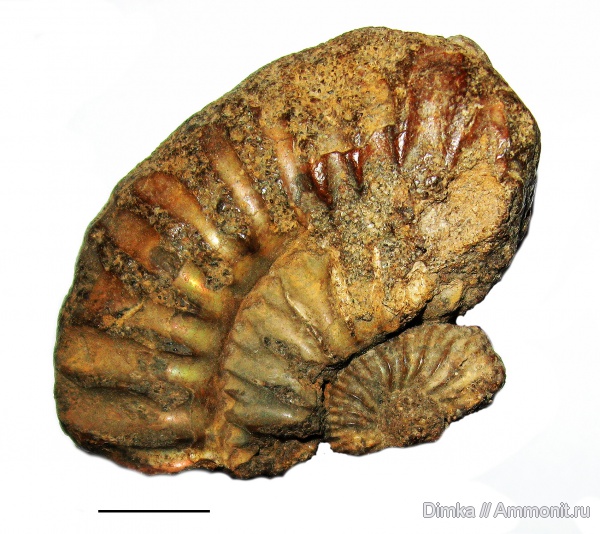 мел, Мневники, берриас, Riasanites, Berriasian, Cretaceous