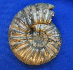 Virgatites pallasianus