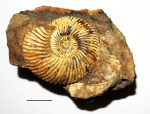Costacadoceras mundum