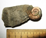 Маленький Binatisphinctes mosquensis Маленький Binatisphinctes mosquensis